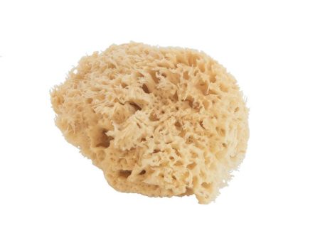 Wool Sea Sponge Sale